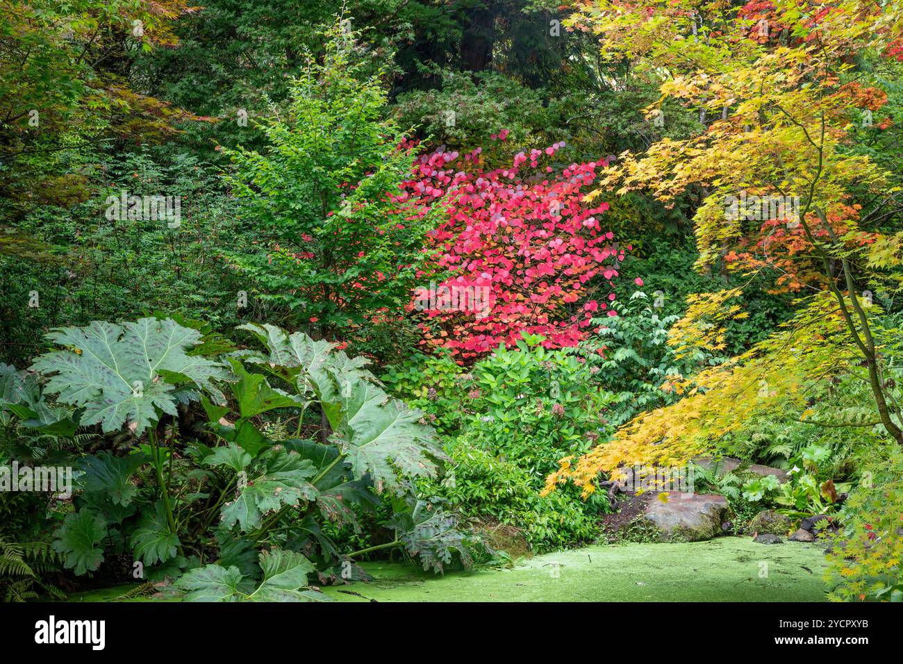 WA26182-00..... WASHINGTON -Woodland Garden nell'arboreto del parco dell'Università di Washington. Foto Stock