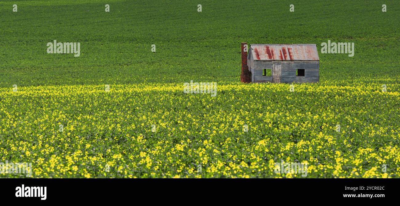 Stagno in campi di verde e oro Foto Stock