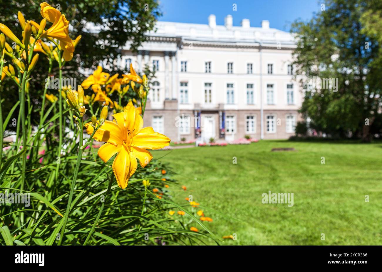 Giglio giallo fiore con boccioli close up sullo sfondo sfocato in Tsarskoe Selo, Russia Foto Stock