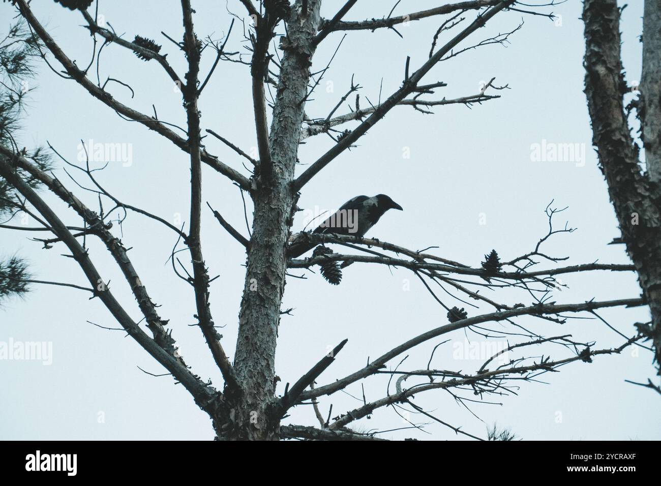 Crow sui rami di alberi. Foto Stock