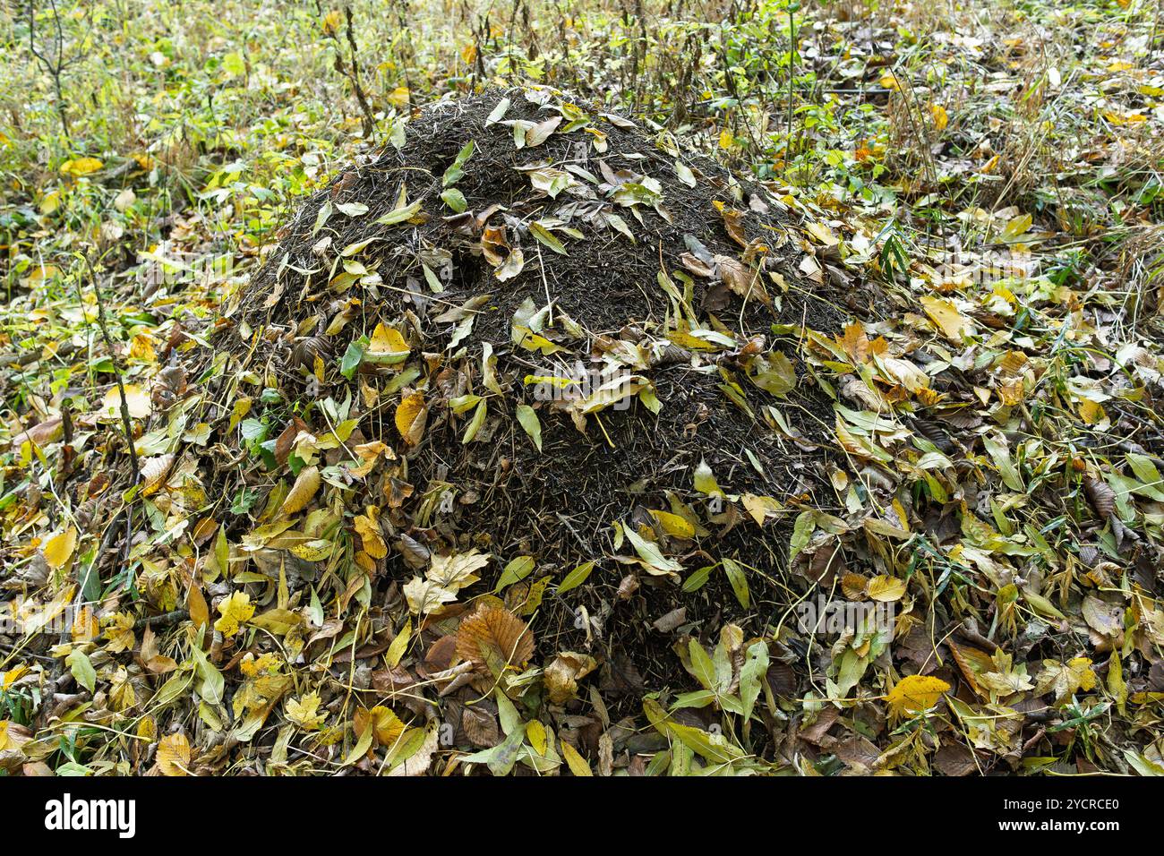 Una collina di formiche in una foresta, coperta da foglie autunnali cadute, che si fonde con l'ambiente boschivo naturale, mettendo in risalto l'armonia della natura. Foto Stock