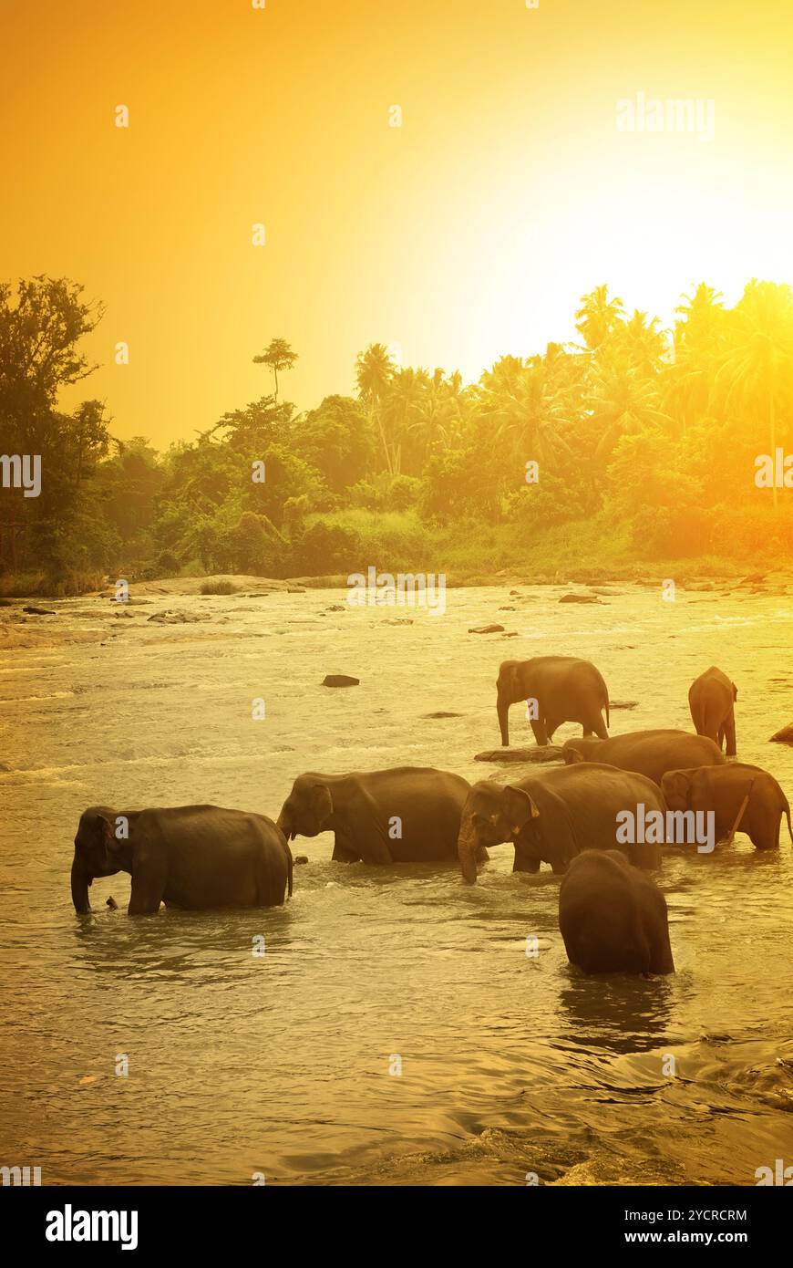 Gli elefanti e luminosa alba Foto Stock