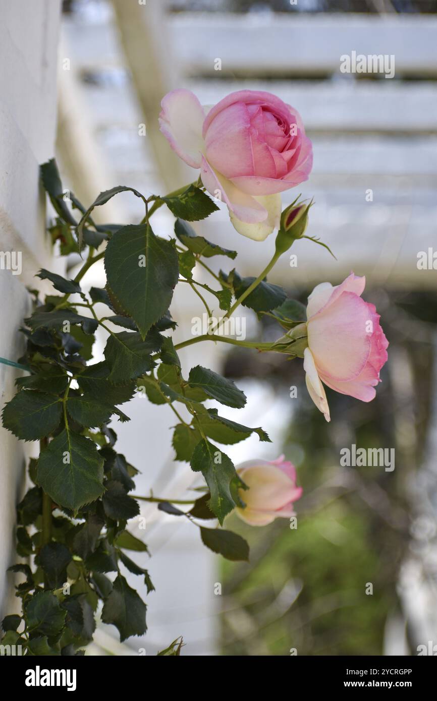 Rose rosa in fiore a Rosedal, il giardino delle rose a Buenos Aires, Argentina, Sud America Foto Stock