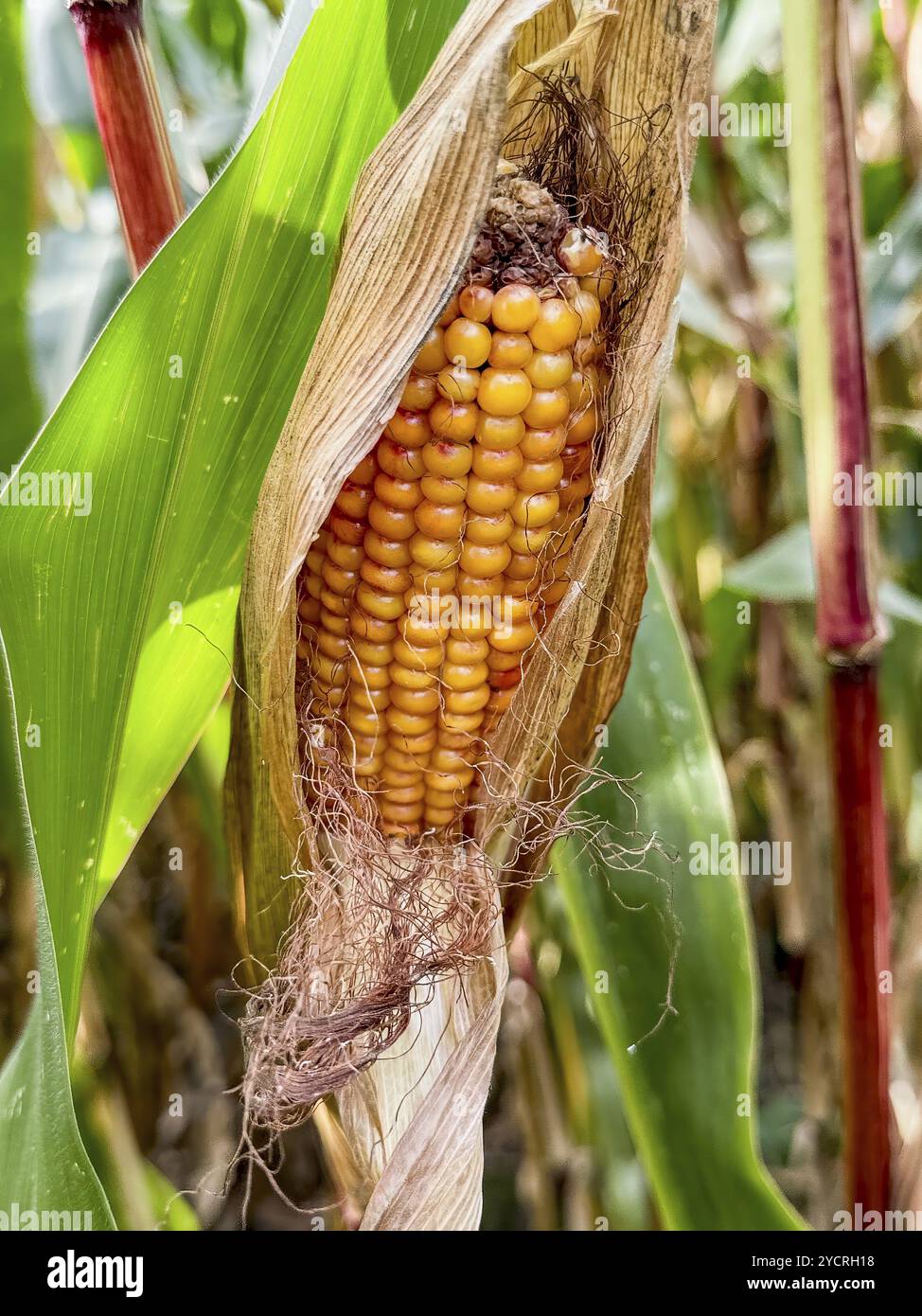 Pannocchie di mais maturo con chicchi di mais gialli visibili della pianta di mais (Zea mays), Germania, Europa Foto Stock