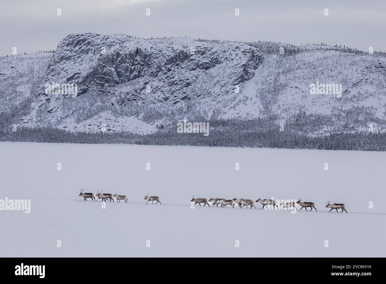 Renne, mandria, lago ghiacciato, montagne, inverno, Snow, vicino a Kvikkjokk, Lapponia, Lapponia, Svezia, Europa Foto Stock