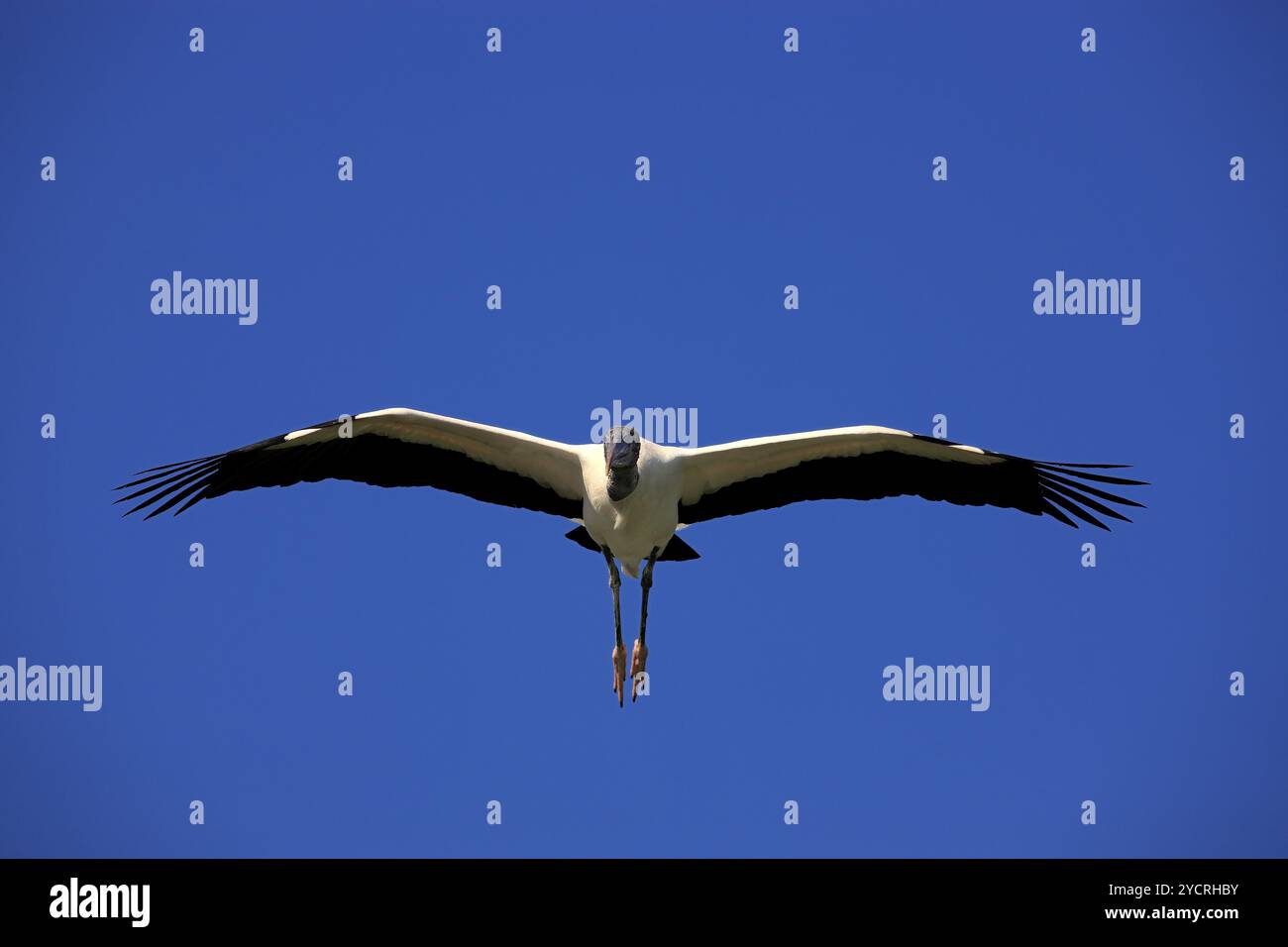 Cicogna (Mycteria americana), adulto, volo, Florida, Stati Uniti, nord America Foto Stock