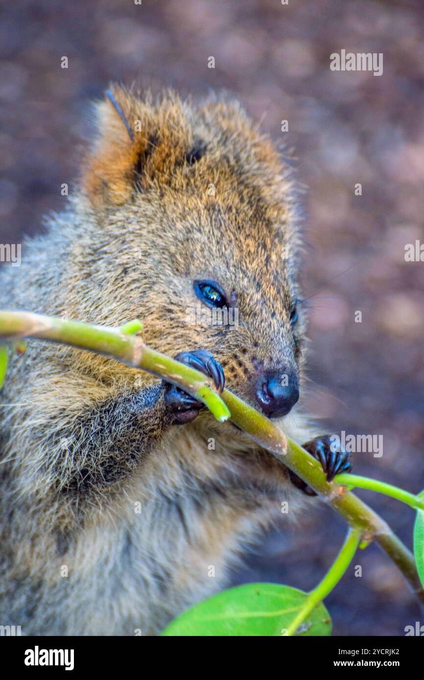 Quokka mangiare a rami di alberi Foto Stock