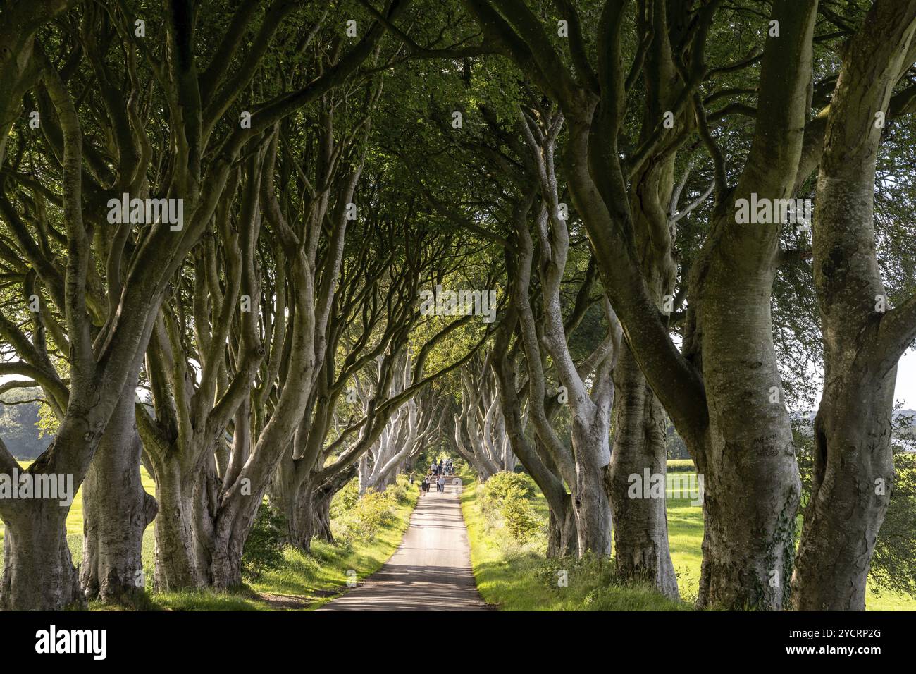 Armoy, Regno Unito, 7 luglio 2022: I turisti si godono una visita al famoso The Dark Hedges in Irlanda del Nord, Europa Foto Stock