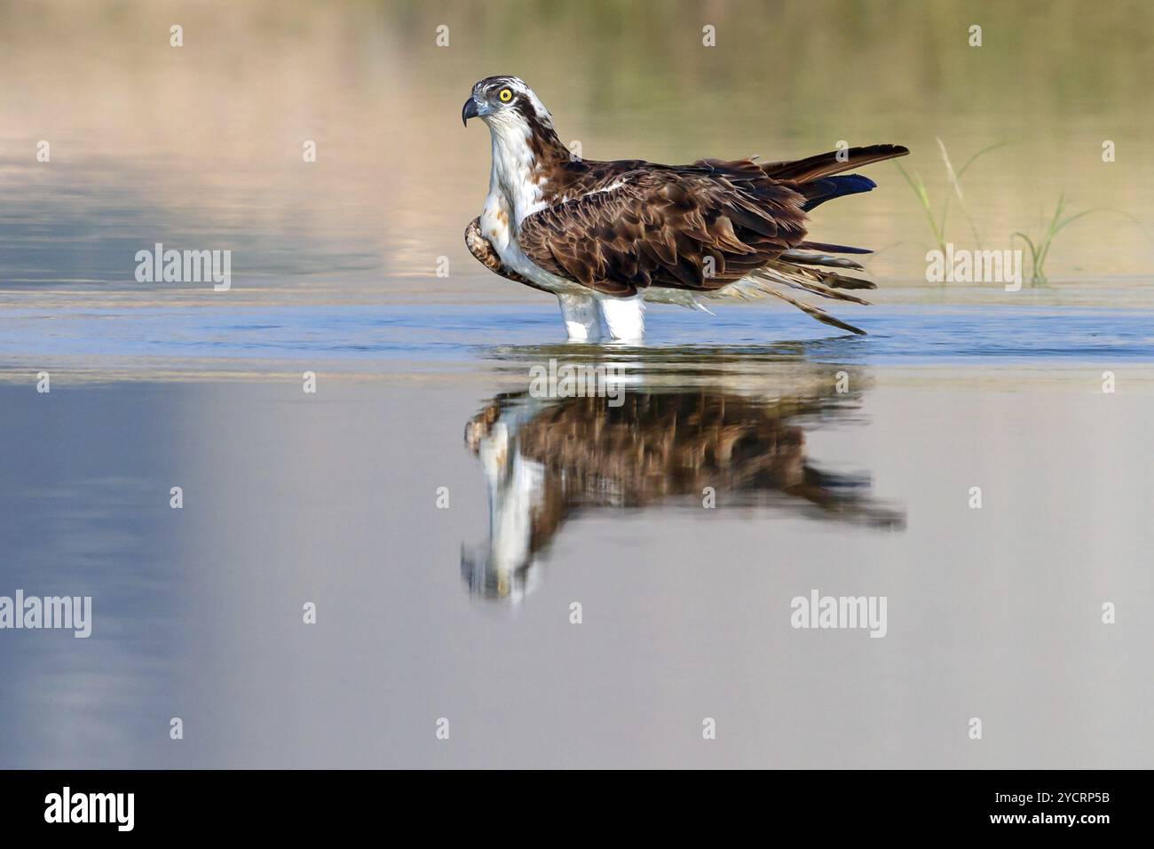 Falco pescatore in cerca di cibo (Pandiaon haliaetus), famiglia di rapaci, biotopo, habitat, stagnante in acqua, Raysut, Salalah, Dhofar, Oman, Asia Foto Stock