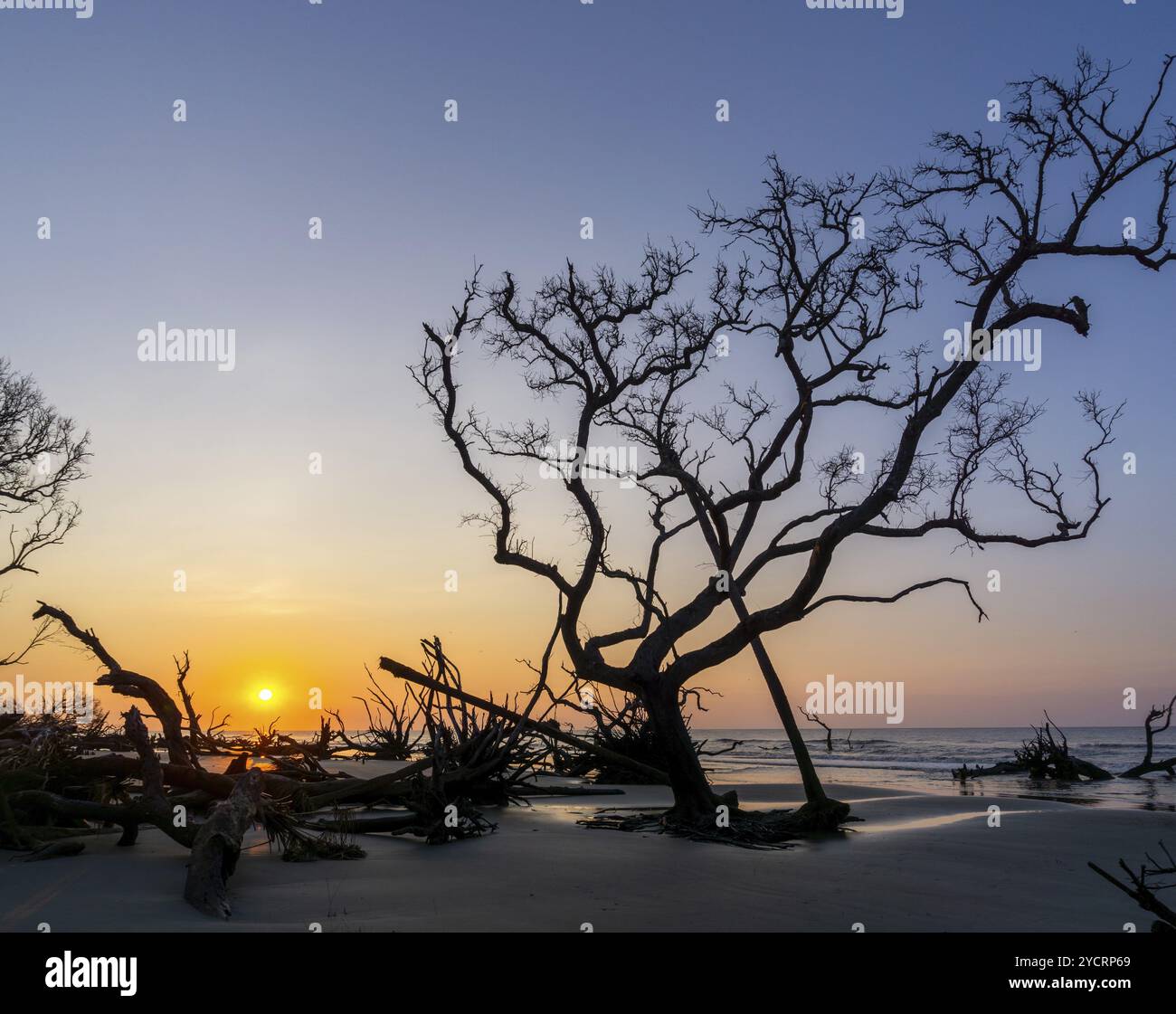 Paesaggio all'alba con sole basso sull'orizzonte su una spiaggia con alberi morti e alberi da mare Foto Stock