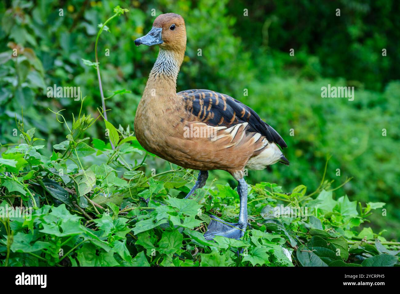 Anatra figliolata gialla, Dendrocygna bicolor, uccelli dell'Eden, baia di Plettenberg, Capo Occidentale, Sudafrica Foto Stock