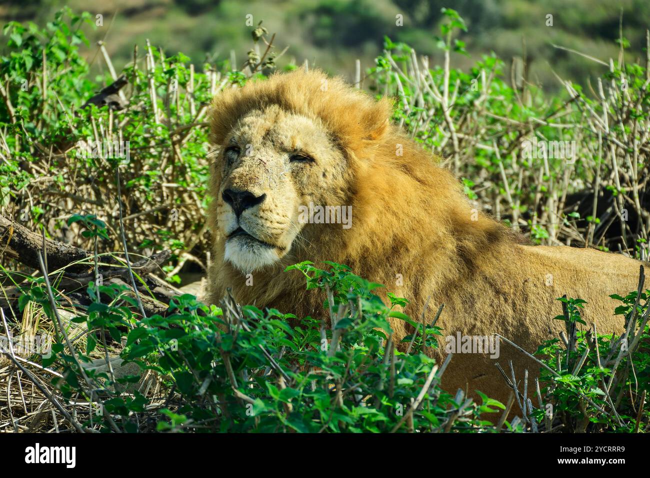 Leoni al sole, Lion Park, Lynnfield Park, Kwa Zulu Natal, Sudafrica Foto Stock