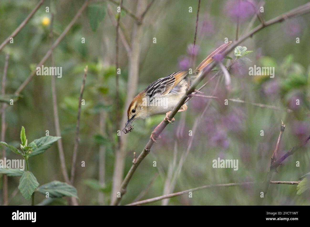Levaillant's cisticola Cisticola tinniens con cibo per giovani Darvill il santuario degli uccelli Foto Stock
