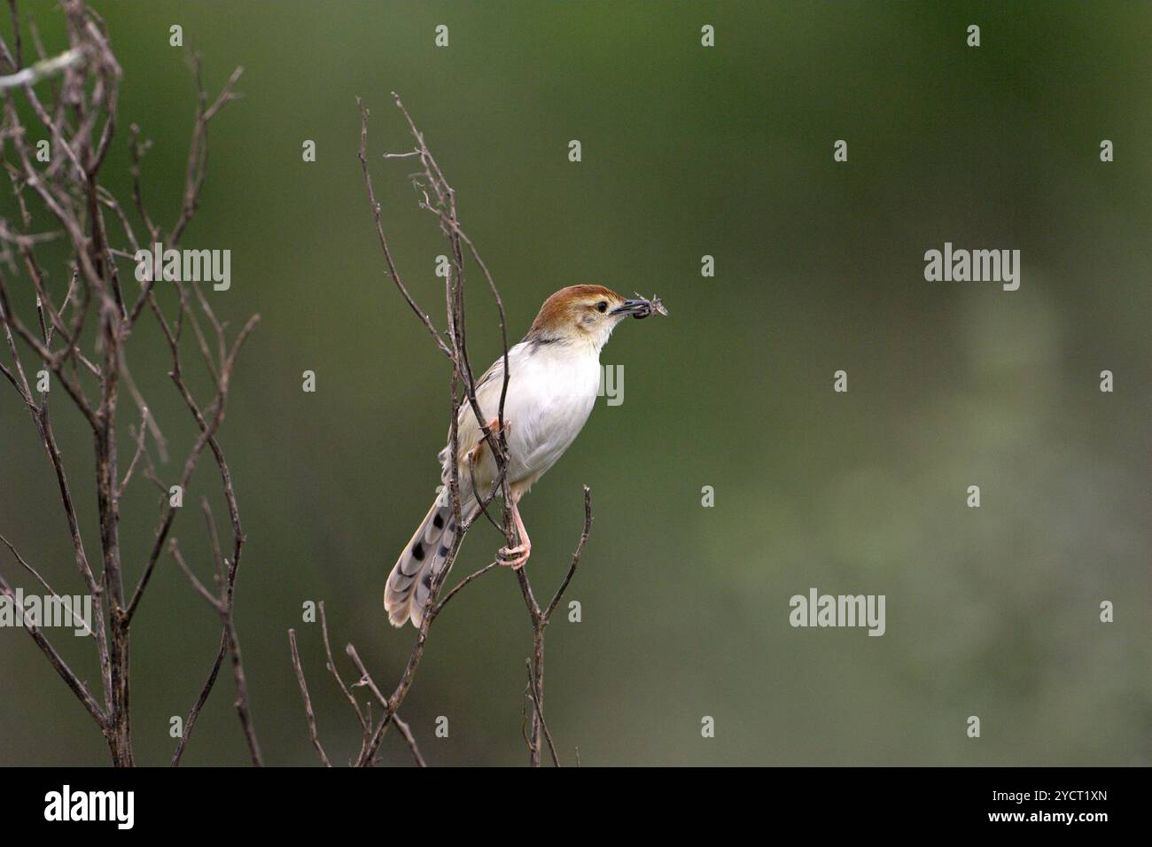Levaillant's cisticola Cisticola tinniens con cibo per giovani Darvill il santuario degli uccelli Foto Stock