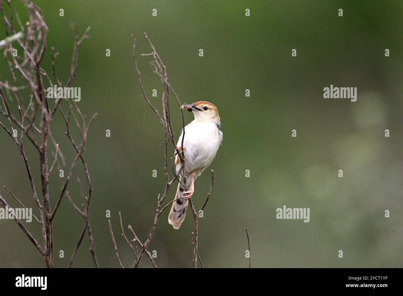 Levaillant's cisticola Cisticola tinniens con cibo per giovani Darvill il santuario degli uccelli Foto Stock