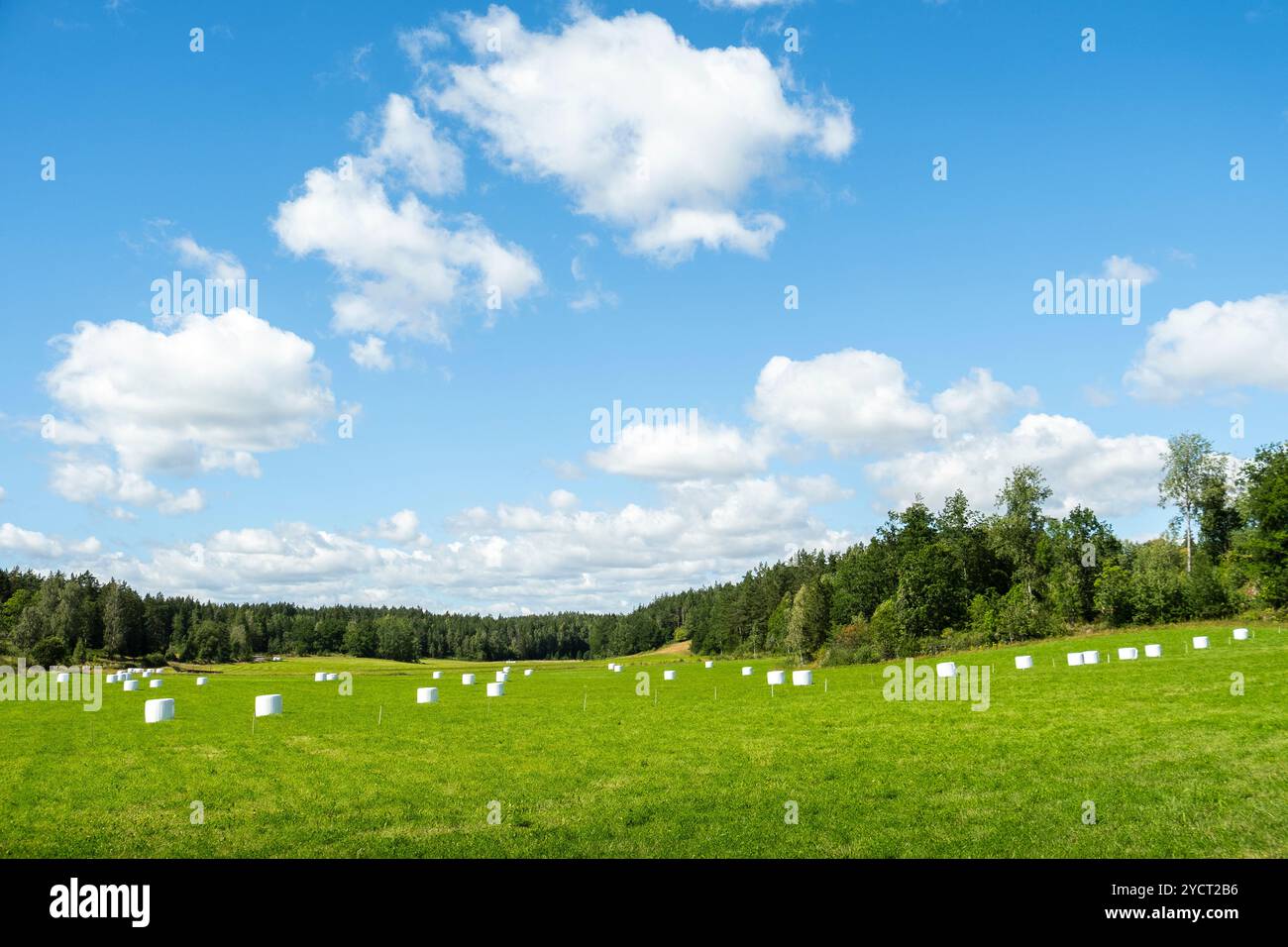 Balle di fieno secche avvolte in plastica in un campo nel sud della Svezia. Perché il bianco non è solo riflettente, ma è sia un cattivo assorbitore che un radiatore di lui Foto Stock