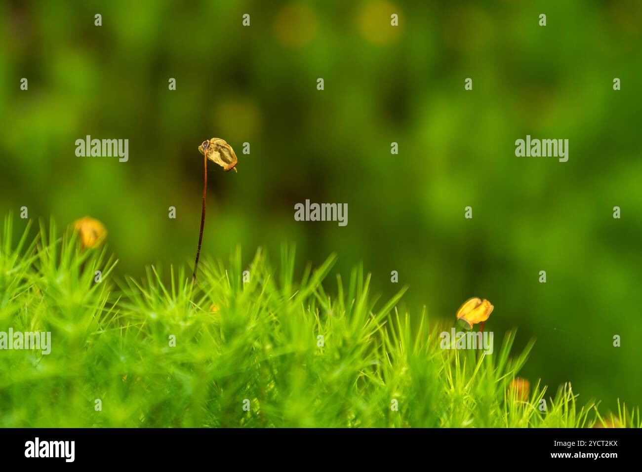 Steli alti del comune di Polytrichum (noto anche come cappello comune, grande maidenhair dorato, grandi goldilocks, muschio comune della cuffia o capelli comuni mo Foto Stock