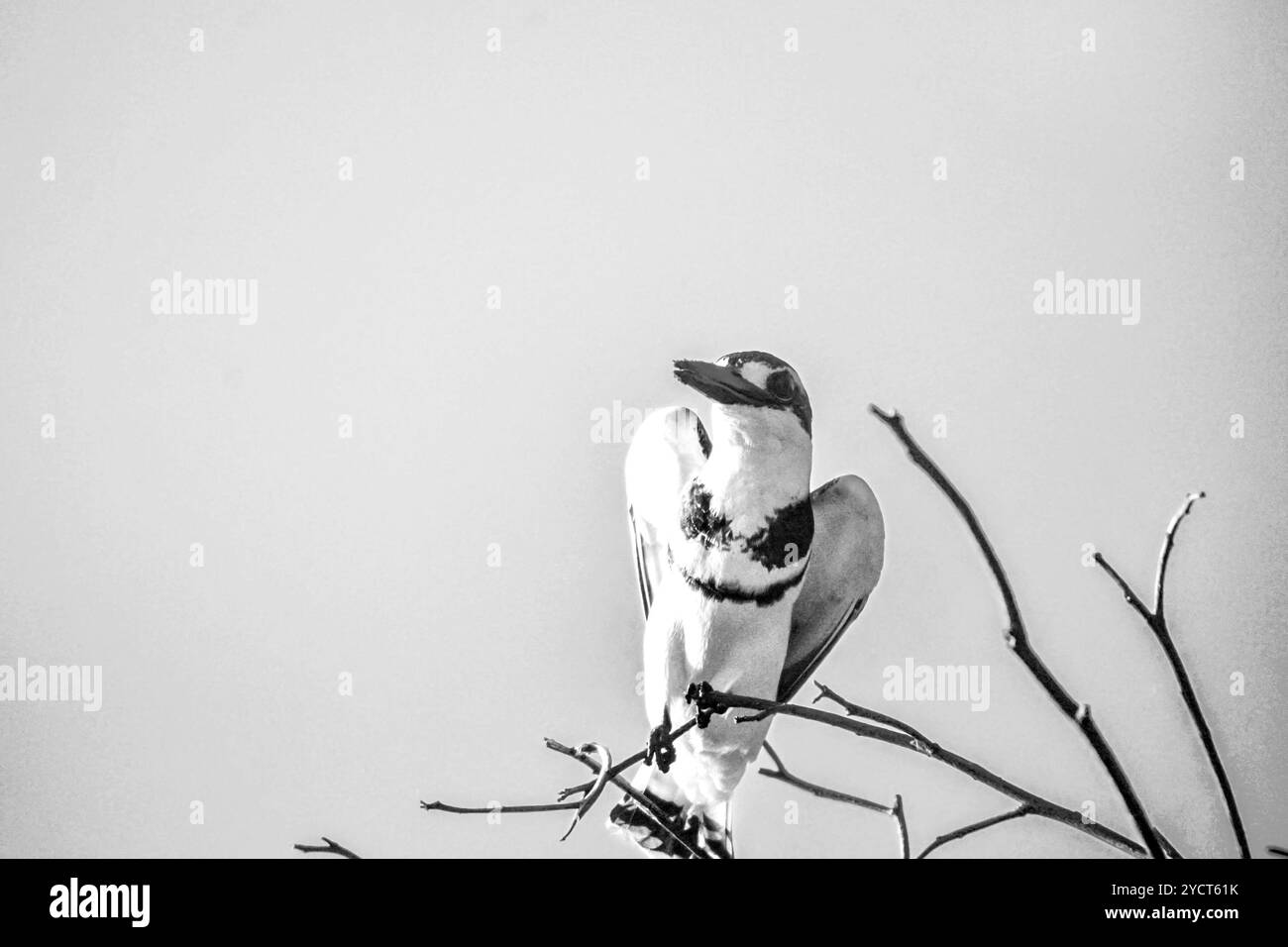 PIED KINGFISHER (Ceryle rudis) al lago Albert - Uganda Foto Stock