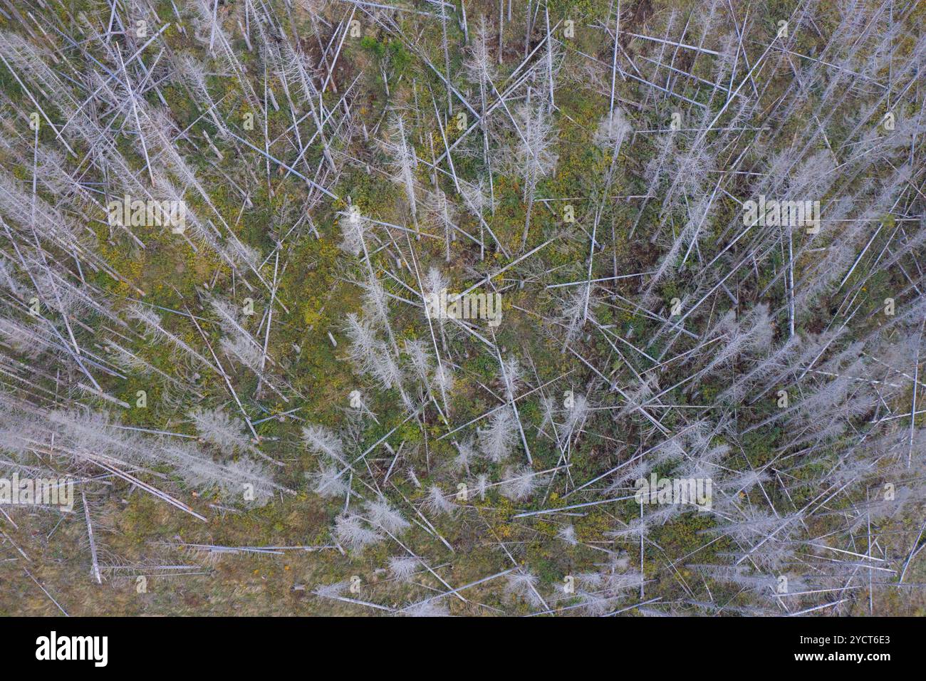 Scarabei di corteccia, Scolytinae, abeti morti, Brockenwald, Parco nazionale di Harz, Sassonia-Anhalt, Germania Foto Stock