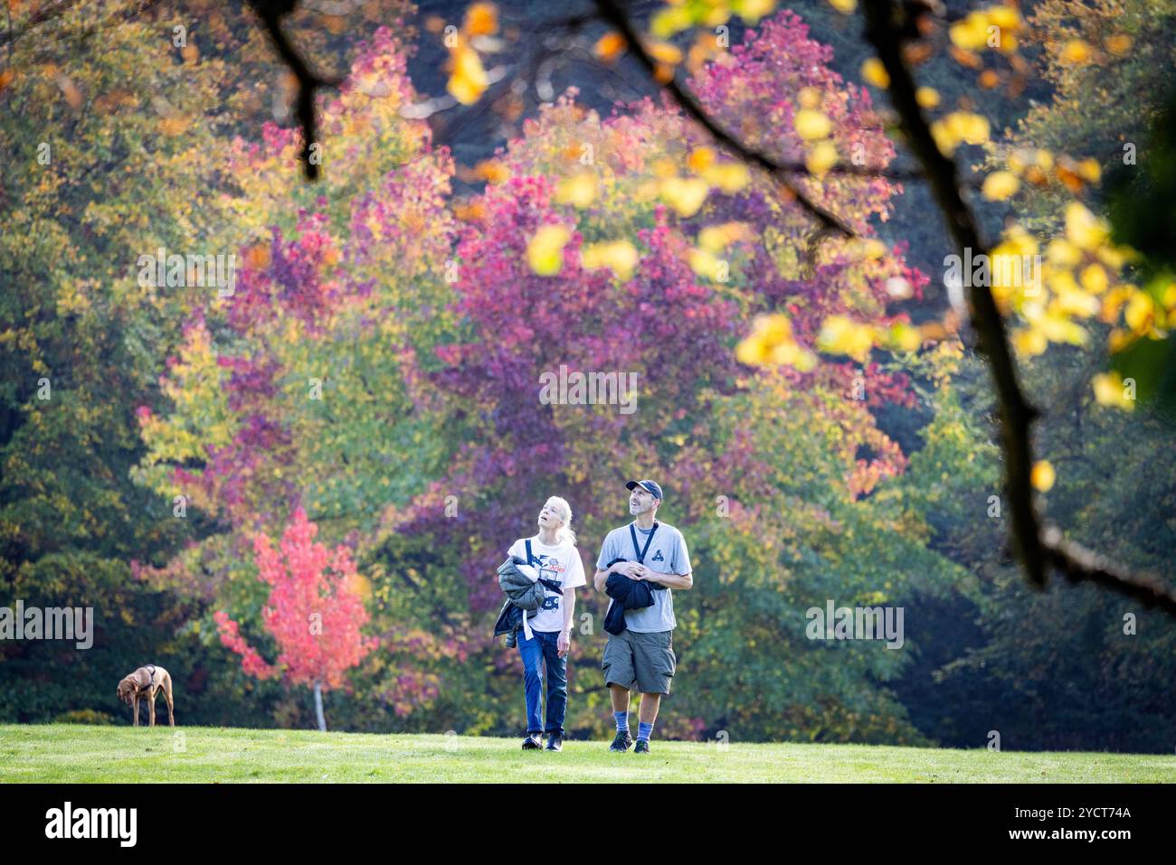 PIC Shows: Clima autunnale Hampstead Heath Kenwood alberi splendidamente colorati che cominciano ad emergere per l'inizio dell'autunno mentre gli escursionisti di cani hanno apprezzato il vi Foto Stock