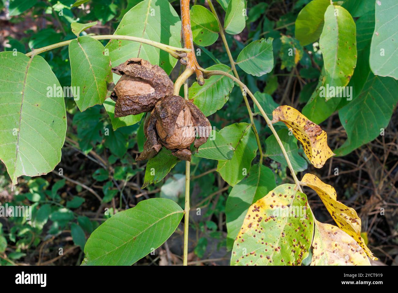 Noci mature in una buccia asciutta su un ramo d'albero. Primo piano di noci mature ancora attaccate all'albero con bucce essiccate che si aprono tra foglie verdi e gialle, s Foto Stock