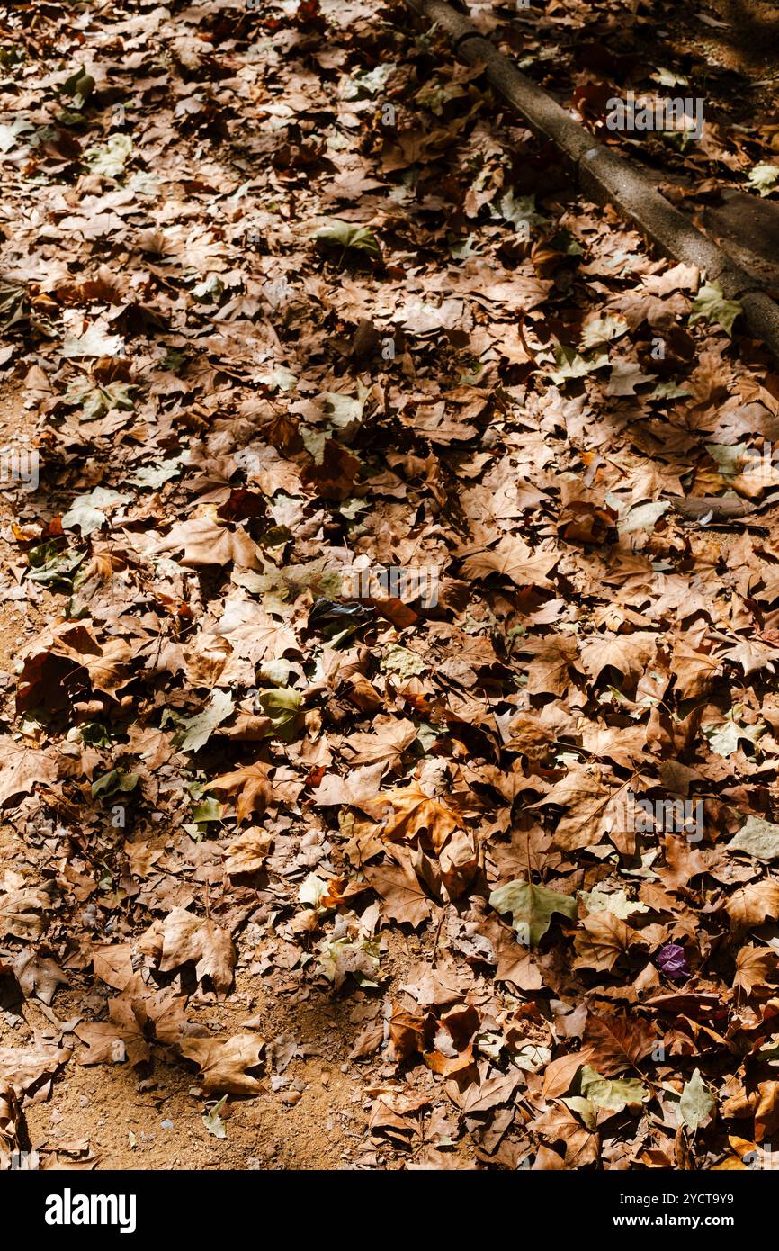 macinato con foglie in autunno Foto Stock
