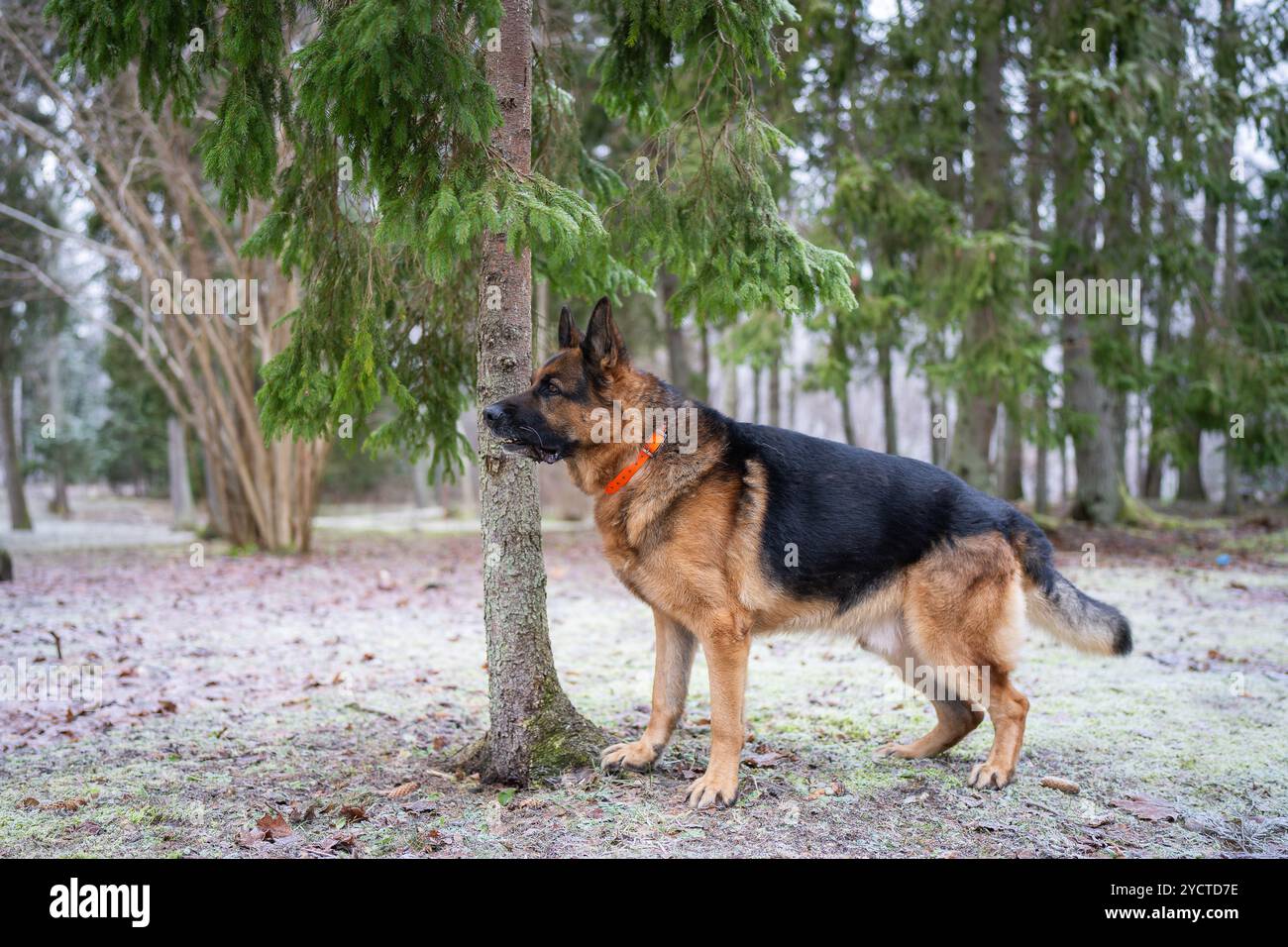 Cane da pastore tedesco obbediente, nero e abbronzato, che posa all'aperto in una foresta in inverno. Pastore tedesco nella foresta in un giorno d'inverno. Foto Stock