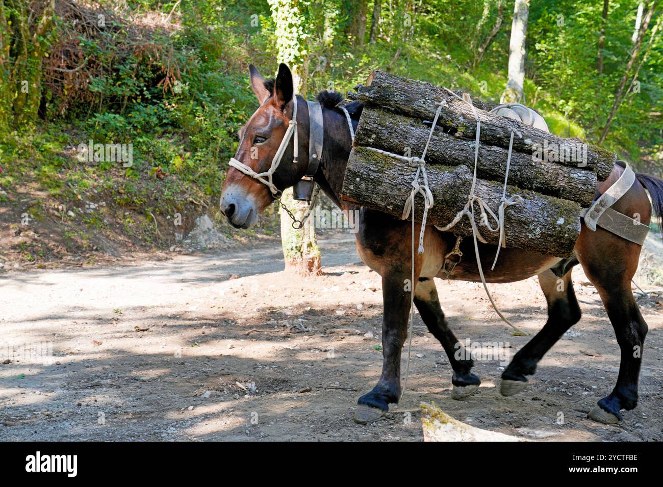 Muli (Equus asinus x caballus) al lavoro nel bosco, mulo da raccolta del legno , Roccantica, Foto Stock