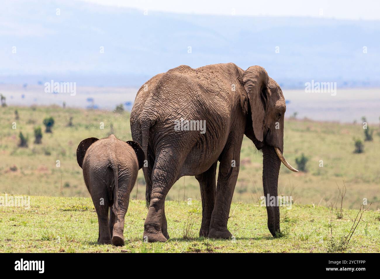 Madre e giovane elefante, Masai Mara, Kenya, Africa Foto Stock