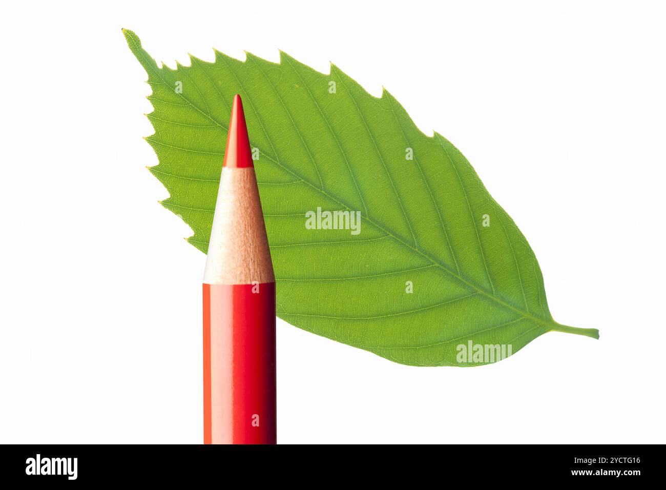 Matita rossa e foglia Foto Stock