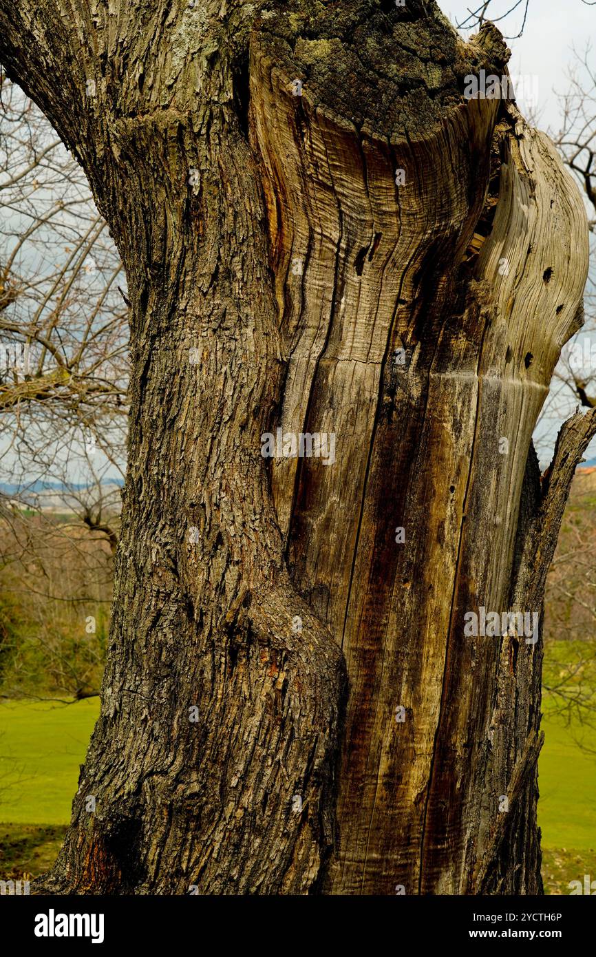 Paesaggio autunnale nella foresta di castagni dell'Appennino emiliano-romagnolo, Italia Foto Stock