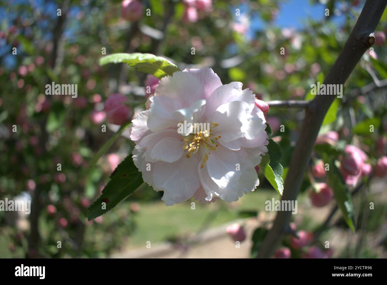 La fioritura di mele di merda (Malus ioensis) sotto la luce del sole appannata Foto Stock