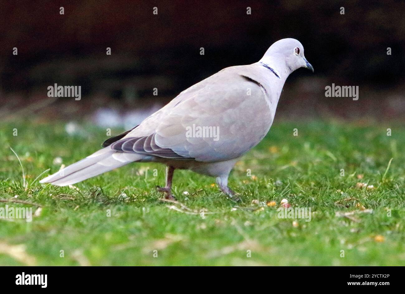 Una colomba eurasiatica cammina nell'erba. Streptopelia decaocto Foto Stock