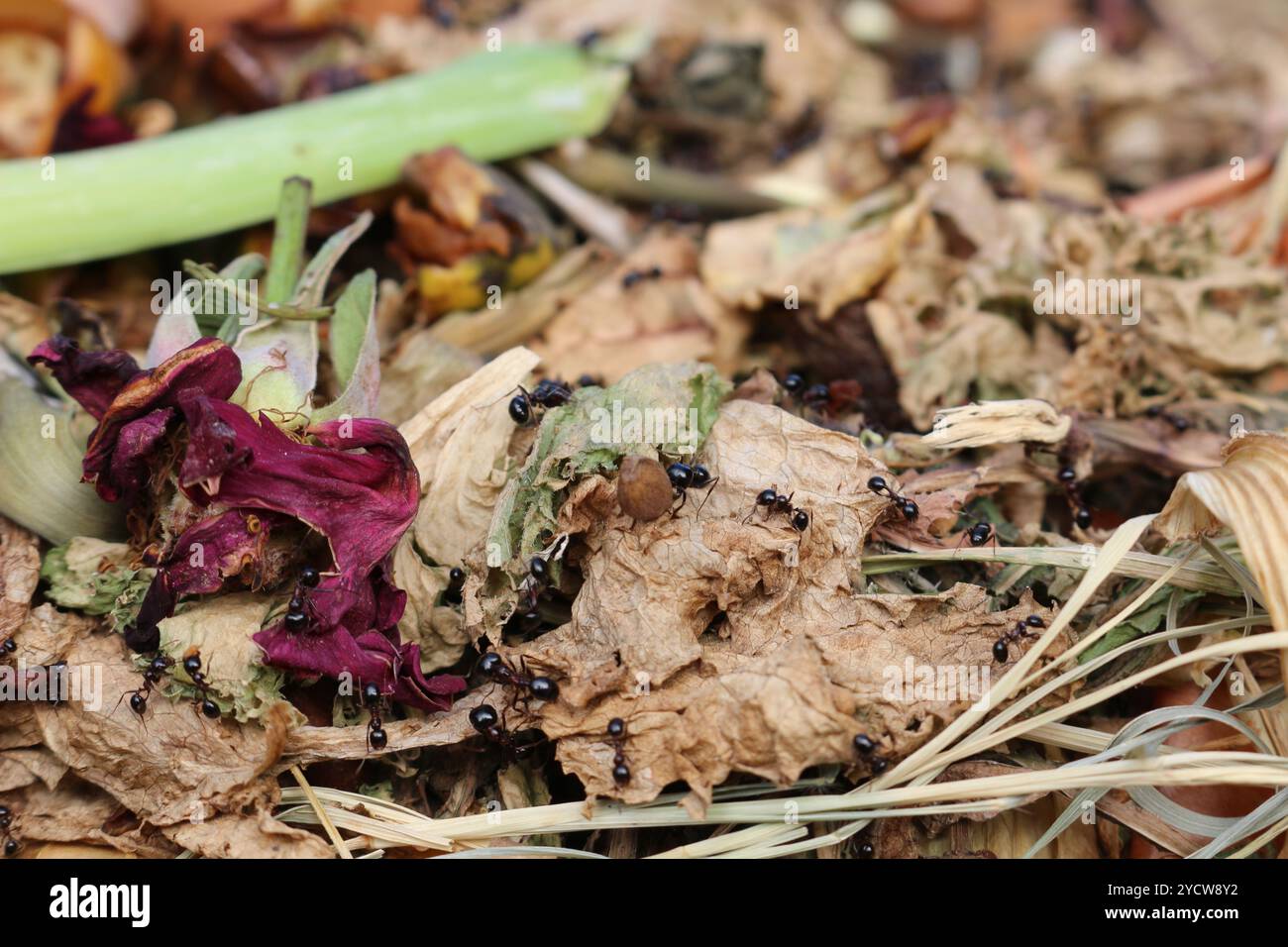 Un folto gruppo di formiche che strisciano su una pila di compost ricca di nutrienti in un giardino, mostrando il processo naturale di decomposizione e li organici Foto Stock