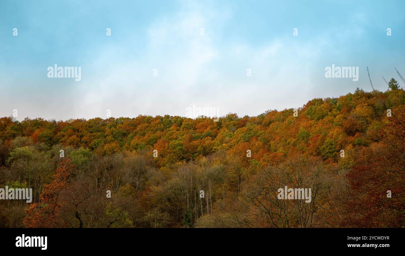 foresta autunnale con il cielo blu Foto Stock