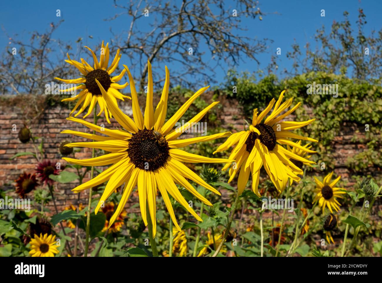 Girasoli gialli fiori fiori girasole che crescono in giardino bordo fioriera in estate Inghilterra Regno Unito Regno Unito Gran Bretagna Foto Stock