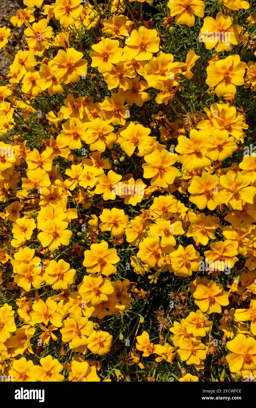 Primo piano di fiori di tagete di calendula francesi arancioni che crescono in aiuole da giardino confine estate Inghilterra Regno Unito Regno Unito Gran Bretagna Foto Stock