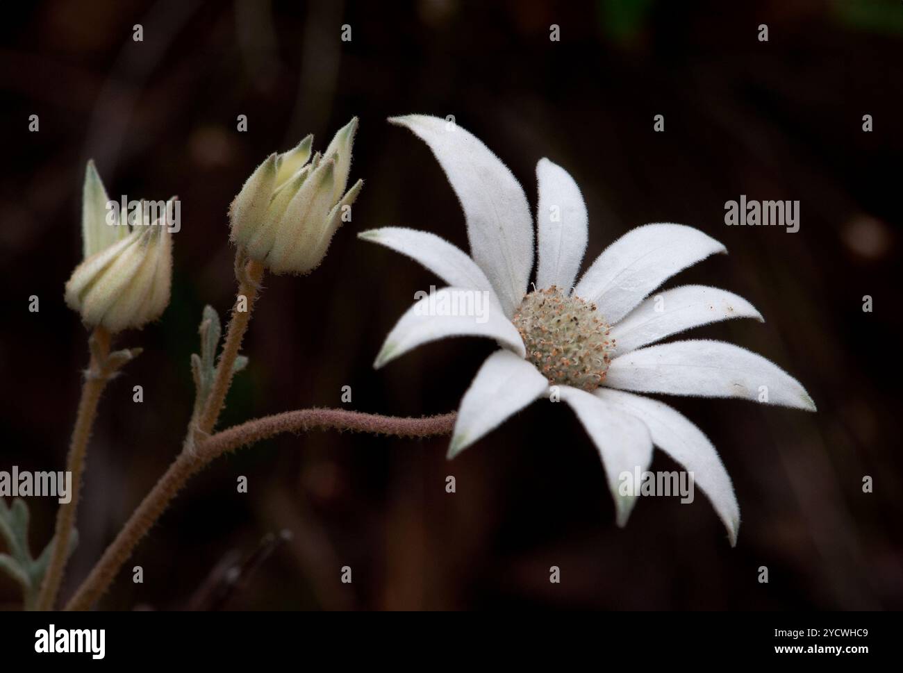 Pianta fioriera flanella fiore di cespuglio nativo australiano fiore di velluto morbido con due gemme, foto macro scattata nel Bush australiano Foto Stock