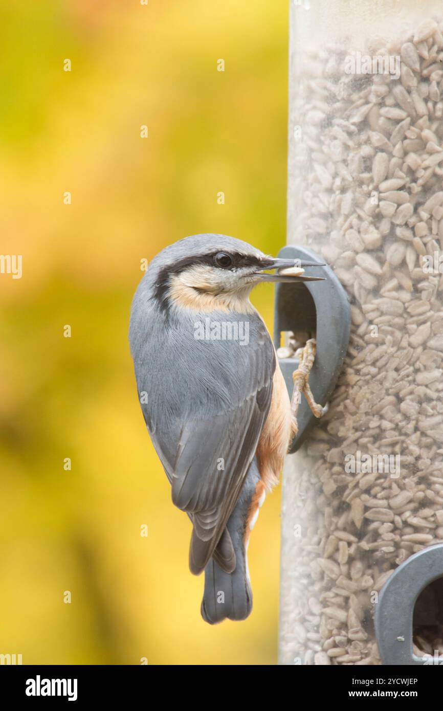 Nuthatch, Sitta europaea, nutrendosi del cuore di girasole nell'alimentatore per uccelli. Sfondo di acero giallo foglie acer, ottobre, Regno Unito. Foto Stock