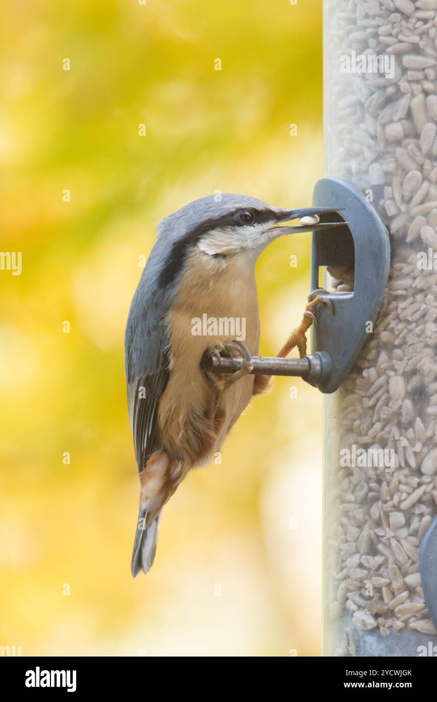 Nuthatch, Sitta europaea, nutrendosi del cuore di girasole nell'alimentatore per uccelli. Sfondo di acero giallo foglie acer, ottobre, Regno Unito. Foto Stock