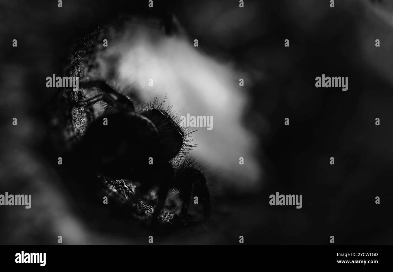 Jumping spider Foto Stock