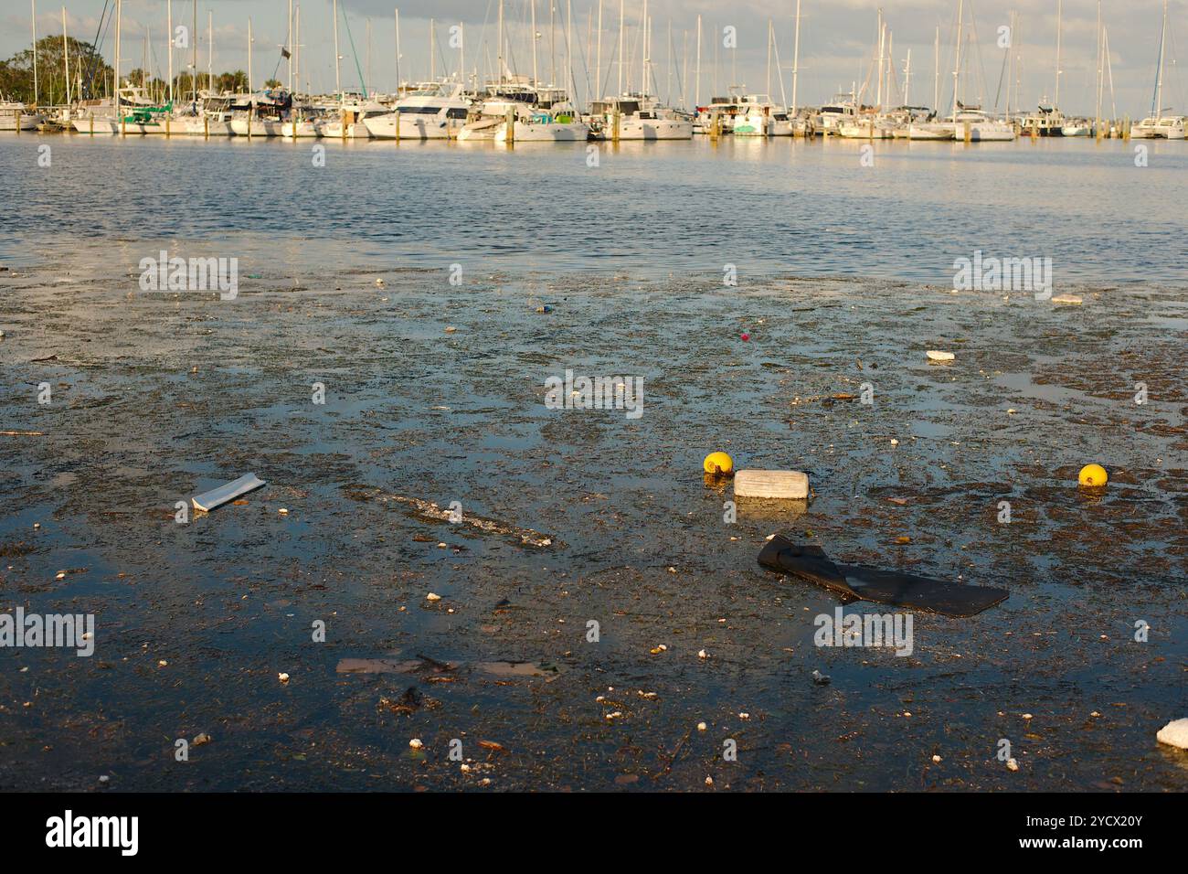 Vista dal parco giochi Albert Whitted nel bacino sud degli yacht a St. Petersburg, Florida. Spazzatura nell'acqua della baia dopo la tempesta dell'uragano Milton. L'uomo ha fatto delle materie plastiche Foto Stock