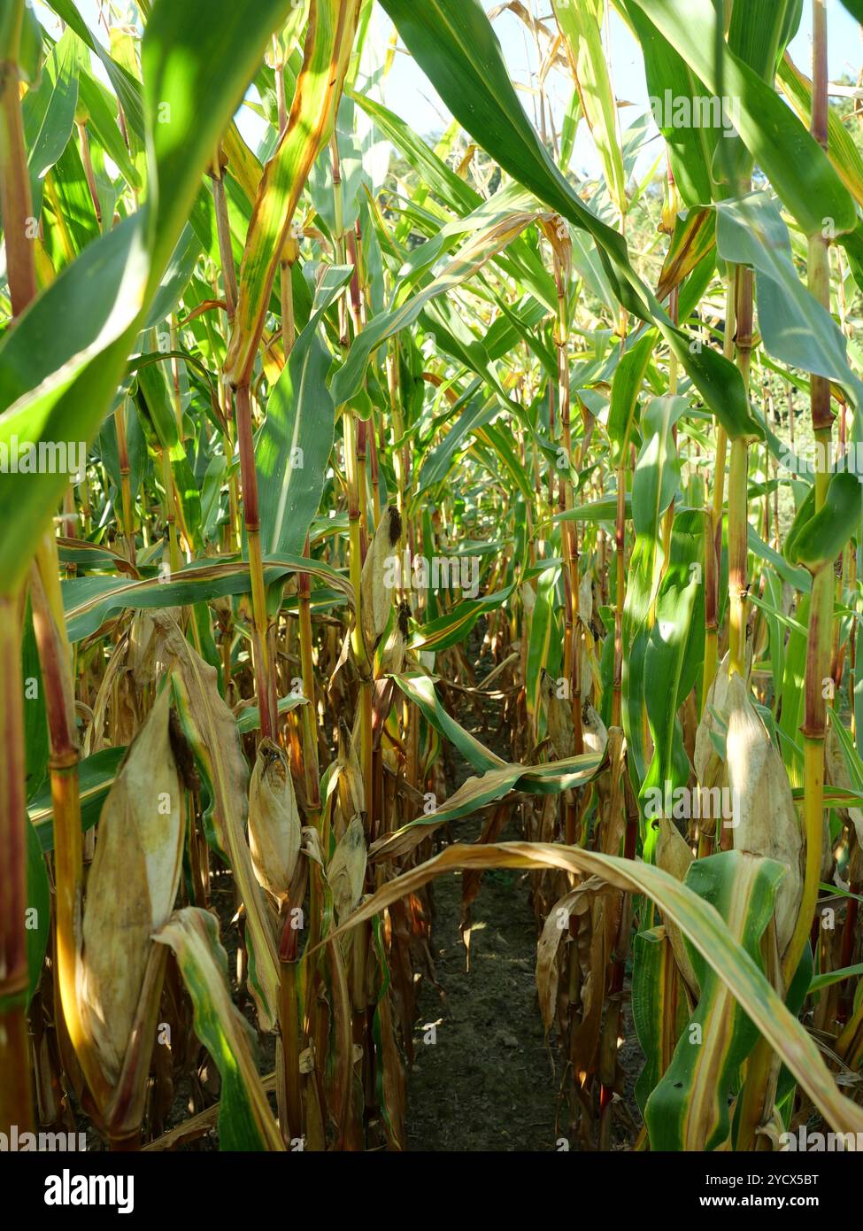 Il campo di mais si avvicina al raccolto. Sull'isola di Rügen, una quantità significativa di mais viene coltivata per la produzione di energia e di biogas. Foto Stock