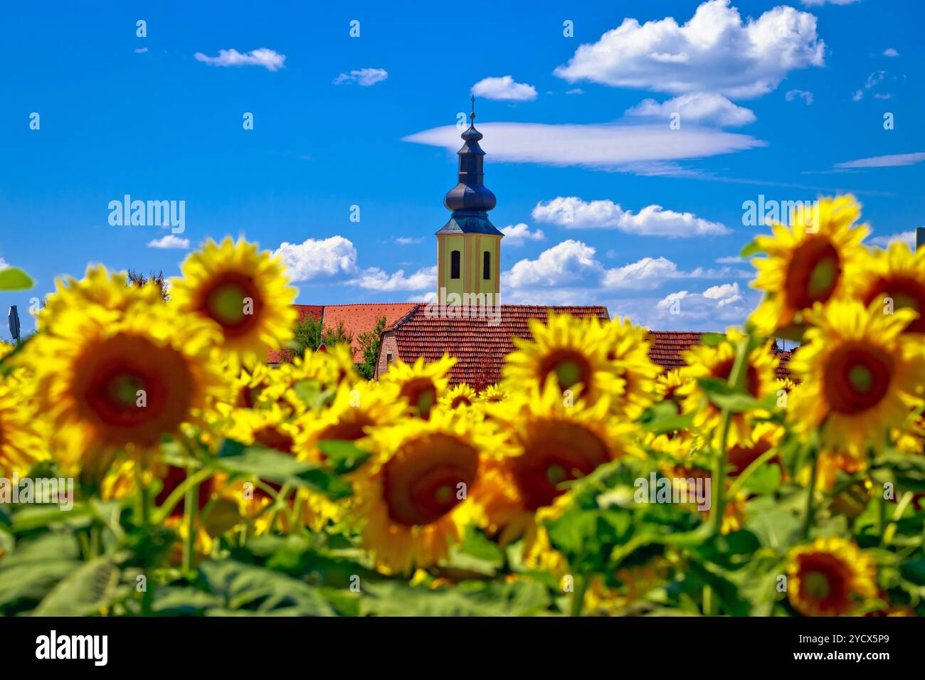 Regione di Medjimurje paesaggio e di girasole vista sul campo Foto Stock