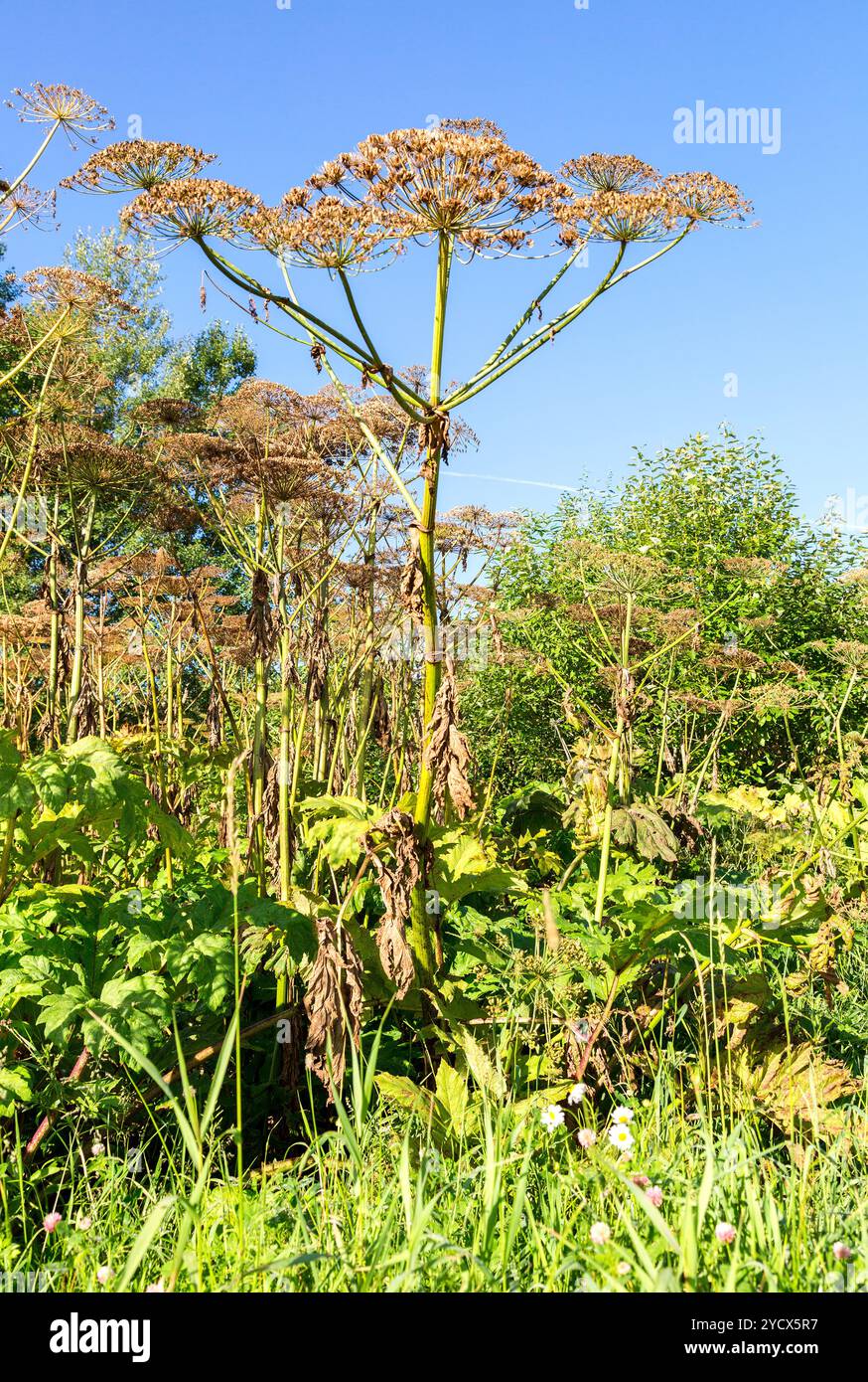 Mucca pastinaca o hogweed tossici in estate giornata di sole Foto Stock