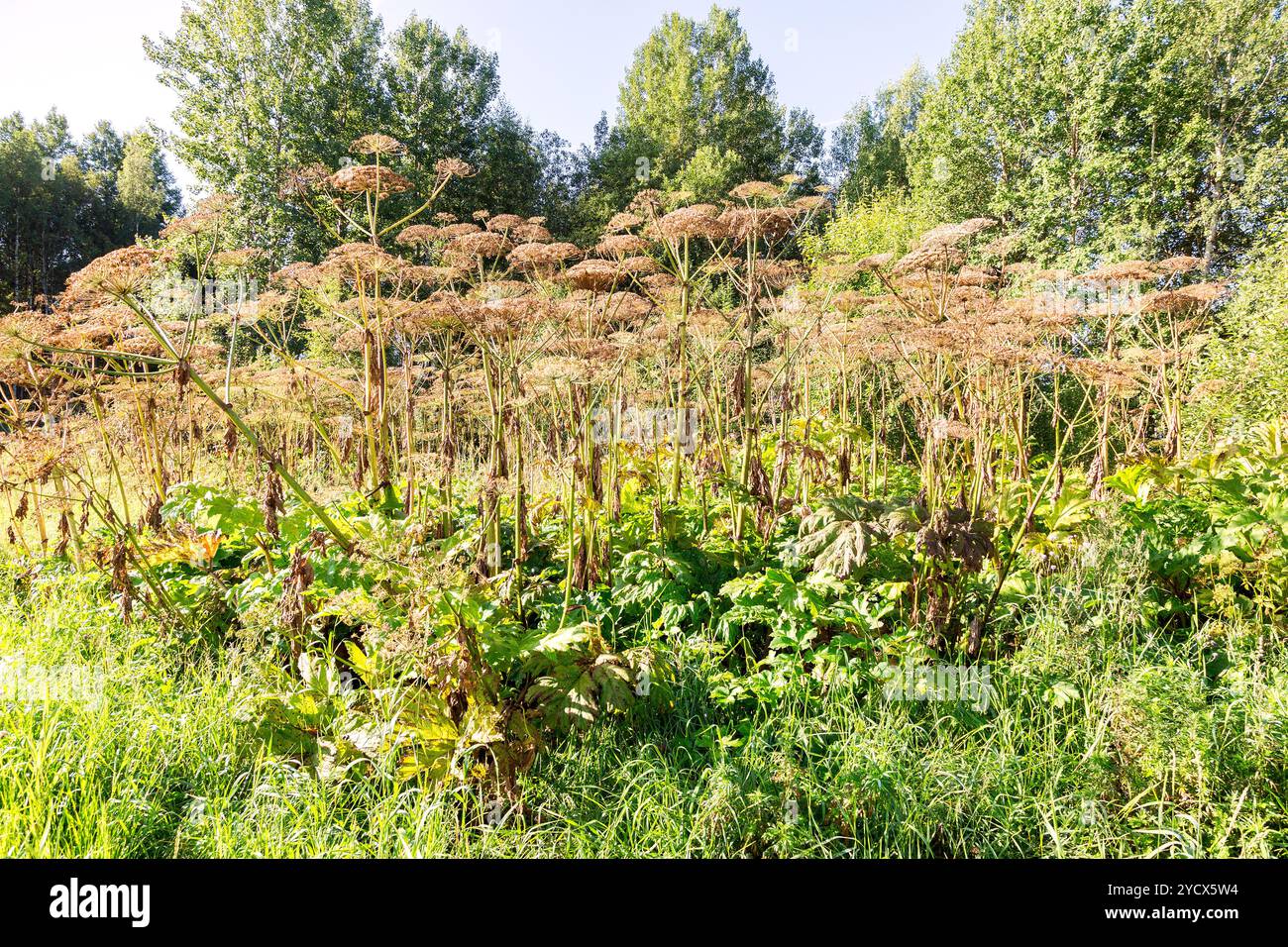Mucca pastinaca o hogweed tossici in estate giornata di sole Foto Stock