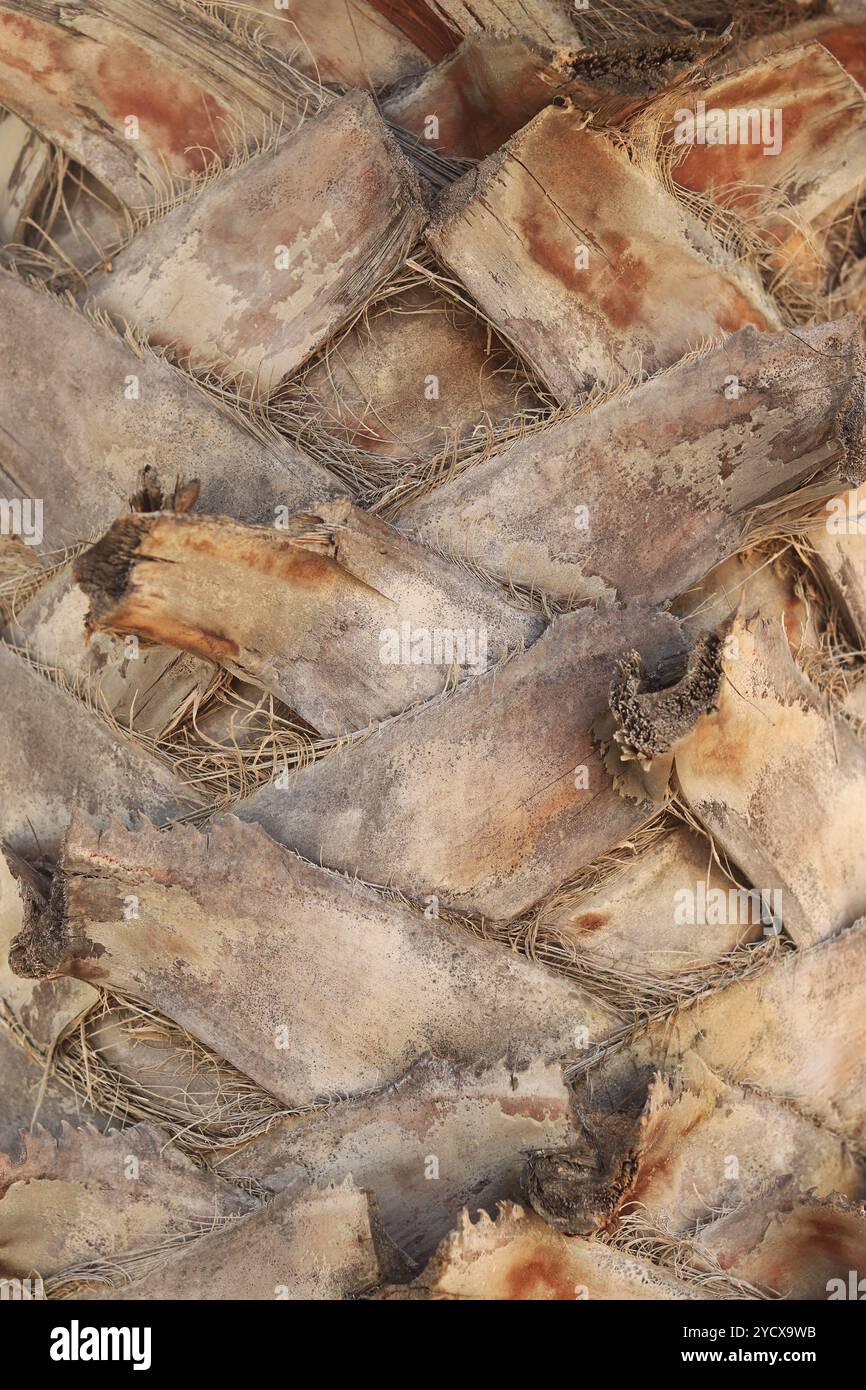 Consistenza tronco di palma. Palma, corteccia da vicino. Sfondo naturale, dettagli. Dettagli sulla corteccia di palme Foto Stock