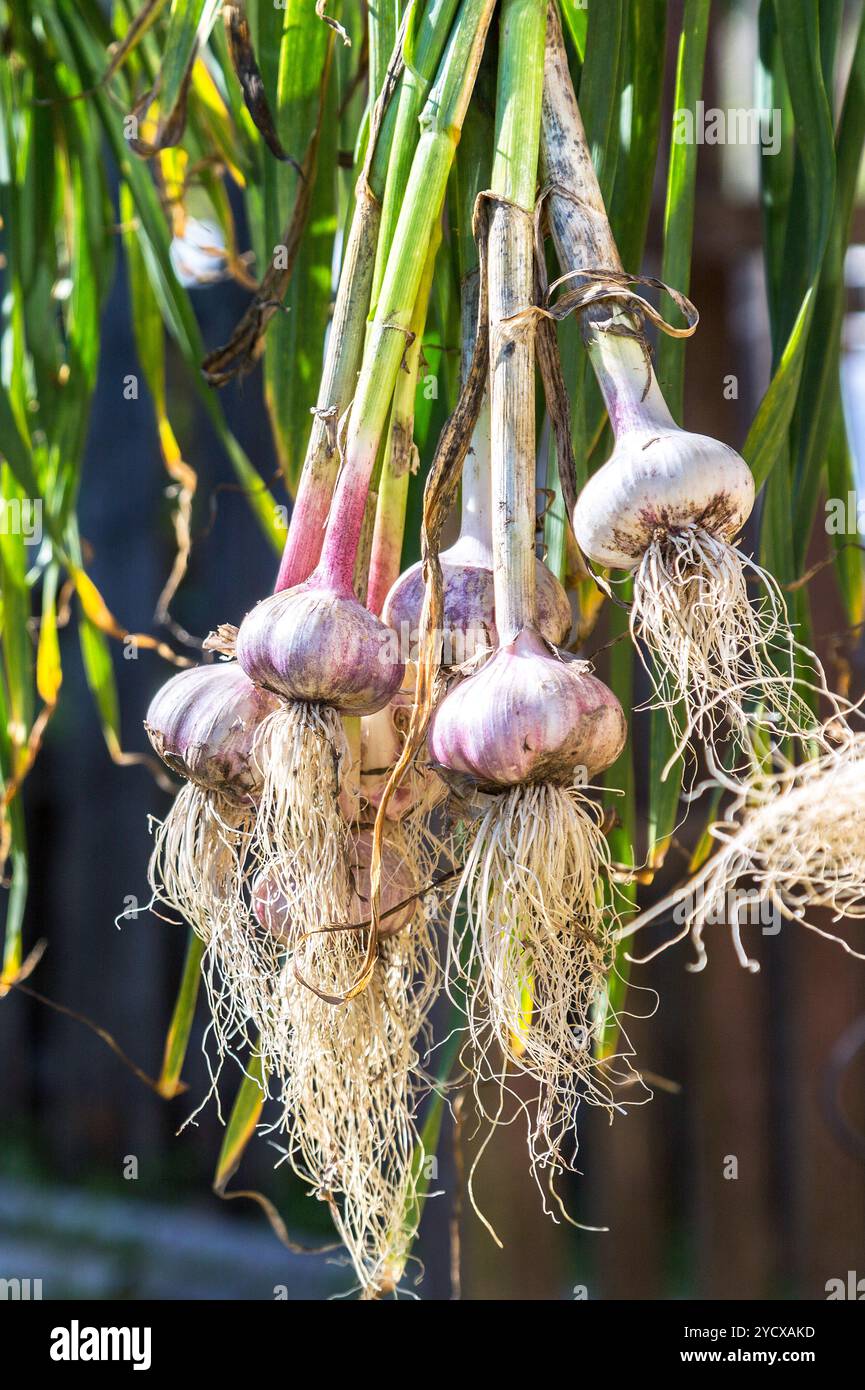 Bulbi d'aglio appena raccolti essiccati all'aperto da vicino. Raccolto nel settore della produzione agricola Foto Stock