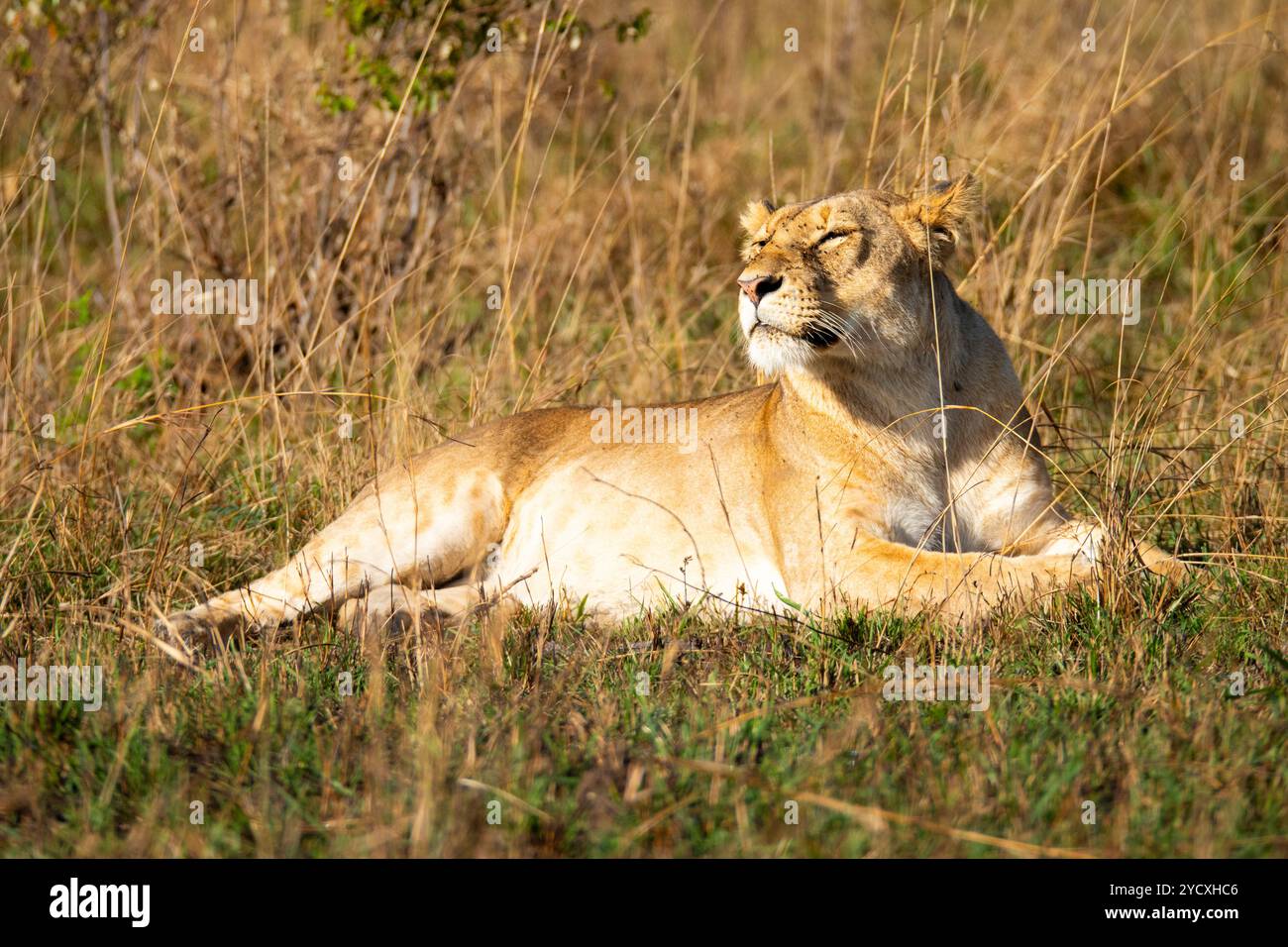 Una leonessa serena giace comodamente tra l'erba alta del Masai Mara, immersa nel caldo sole, incarnando la calma e la maestosità della natura Foto Stock
