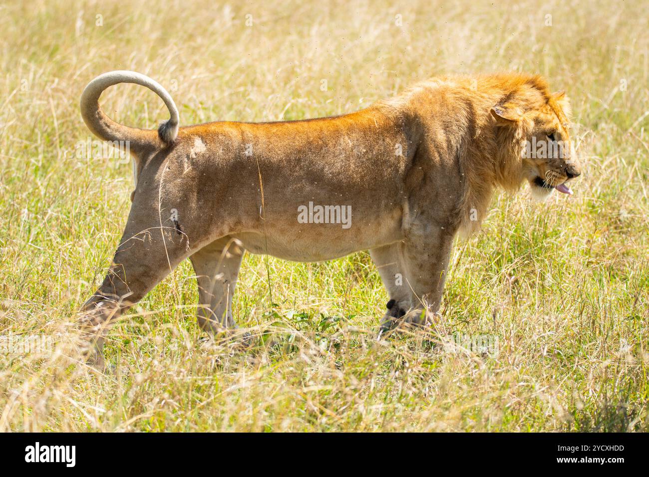 Un leone maschile vagava attraverso le praterie della riserva nazionale Maasai Mara, esemplificando la bellezza selvaggia della savana del Kenya. Foto Stock